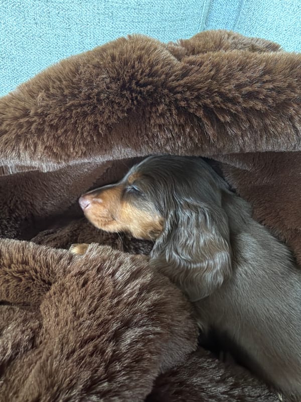 Dachshund puppy sleeps peacefully in Montreal home