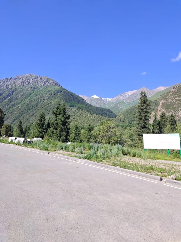 Mountain road leads into dense forest trails on a clear day