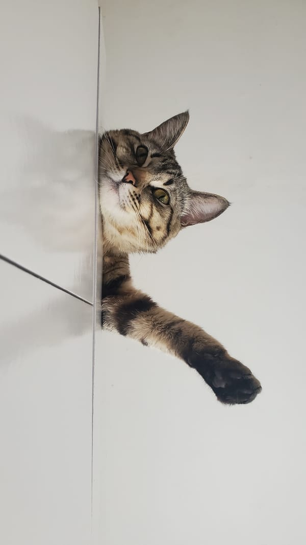 Curitiba residents document pets and local flora Saturday afternoon