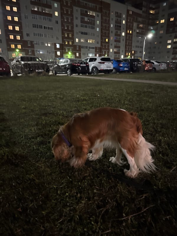 Child and dog spotted in Veliky Novgorod apartment complex