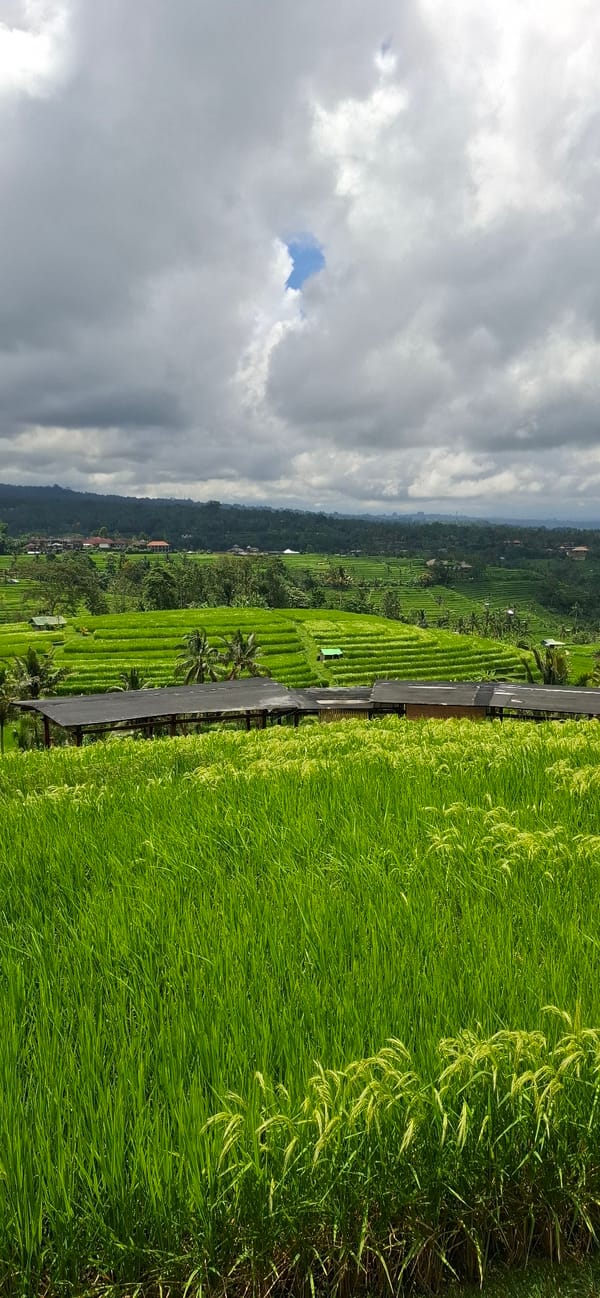 Morning scenes captured around Penebel rice terraces and temples