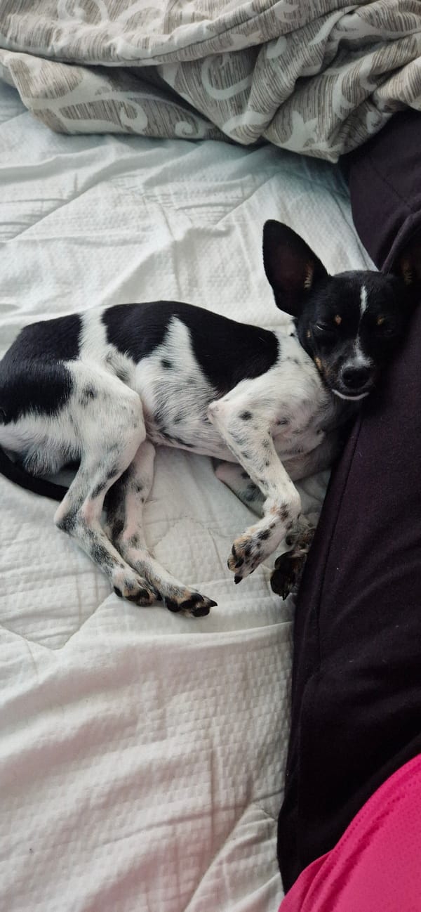 Dog sleeps peacefully on bed in Bulgarian village
