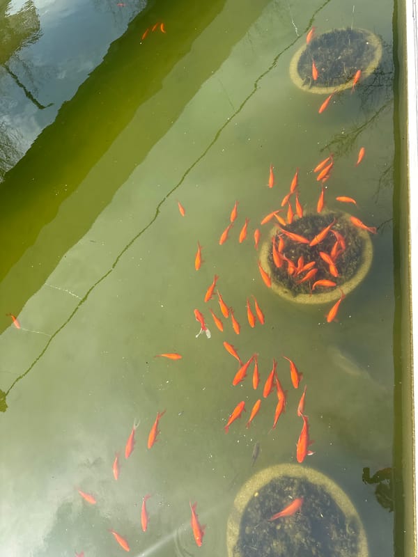 Orange fish swim in green pond in Novorossiysk