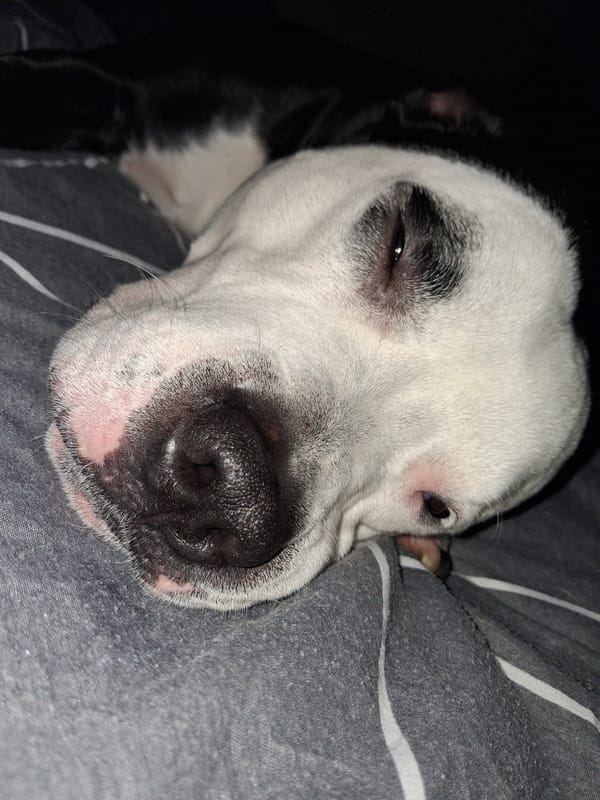 Dog resting at home captured in multiple photos