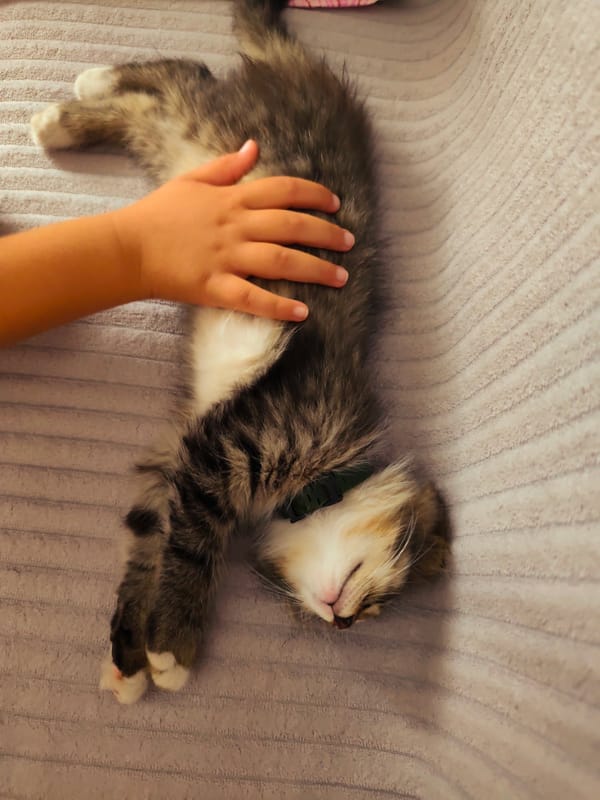 Tabby kitten naps deeply on a blanket in Durlești