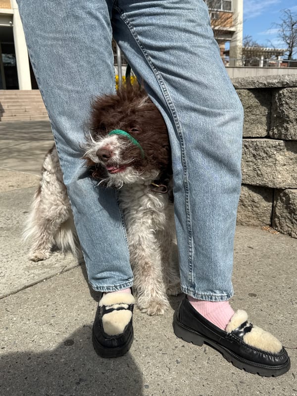 Person sits with dog on NYC sidewalk
