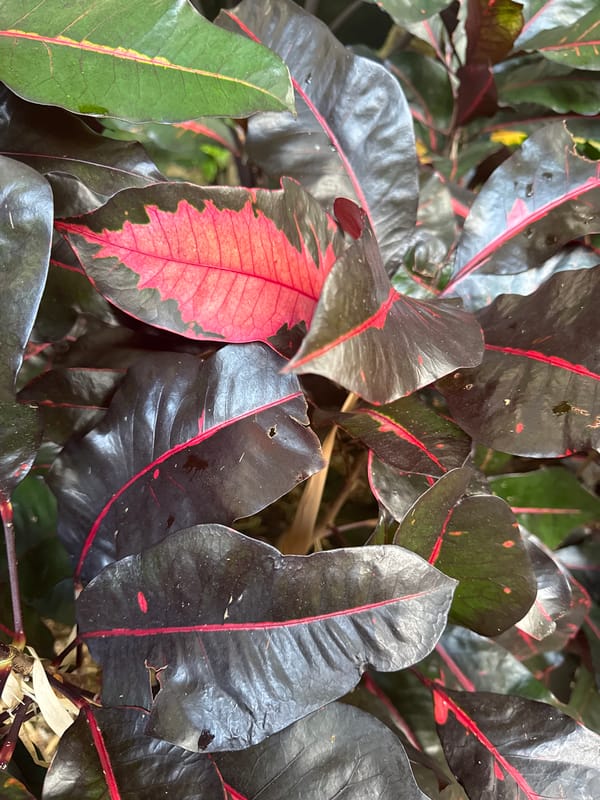 Tropical scenes documented in Kuta Selatan, Indonesia morning hours