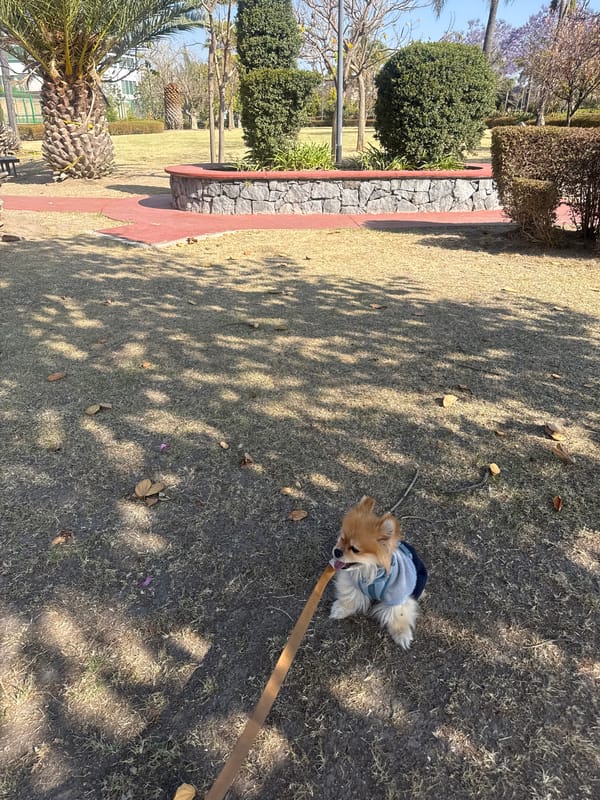 Dog walk in sunny Mexican park