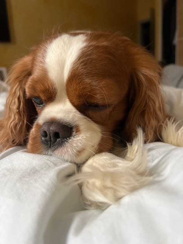 Dog sleeps peacefully on bedding in Khimki home