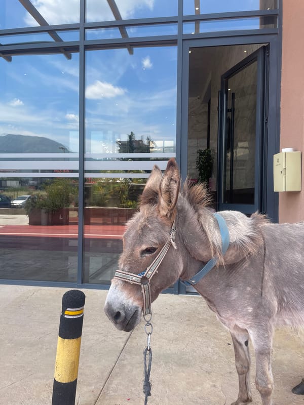 Person walks donkey through Bar, Montenegro streets and lots