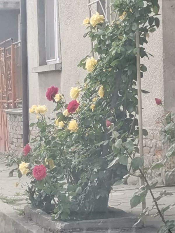 Roses bloom under cloudy skies in Bulgarian village