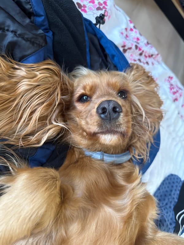 Golden Cocker Spaniel relaxes upside down on bed in Varna