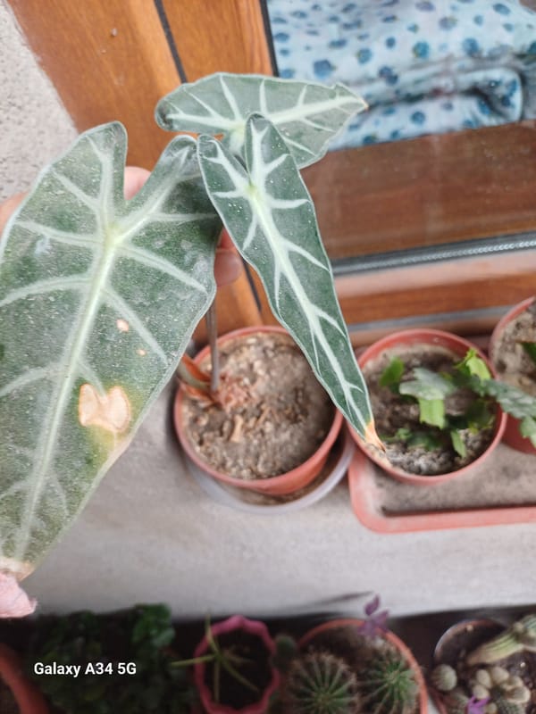 Garden plants and veggie prep in an Angren backyard