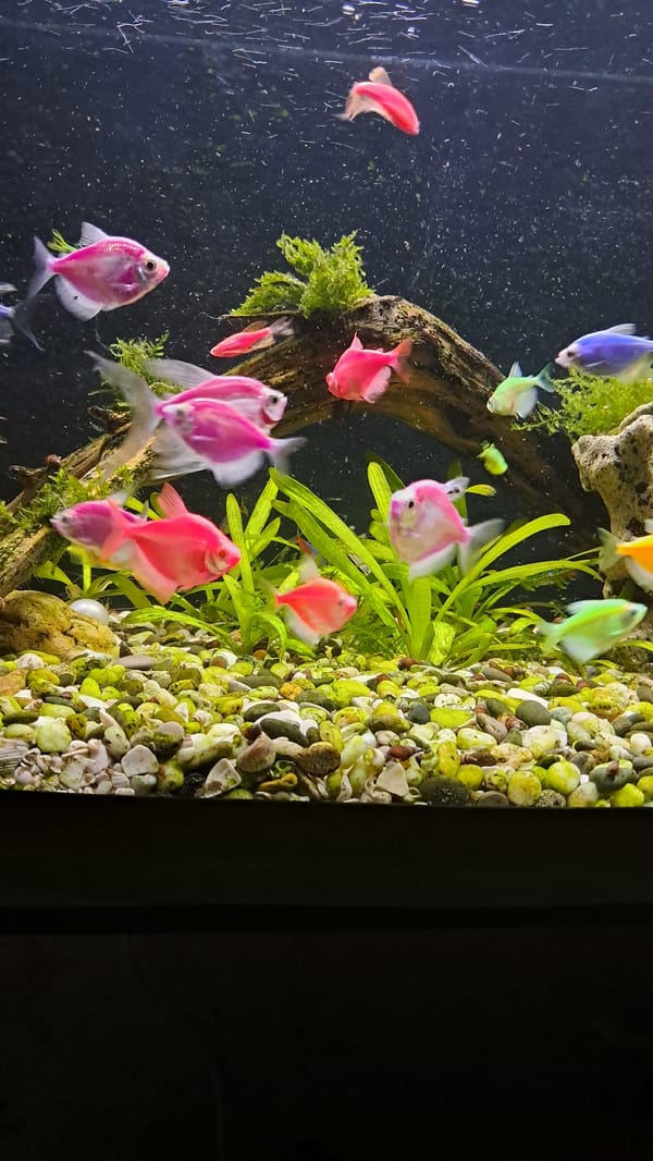 Cats, aquarium, and home décor in a Vinnytsia interior