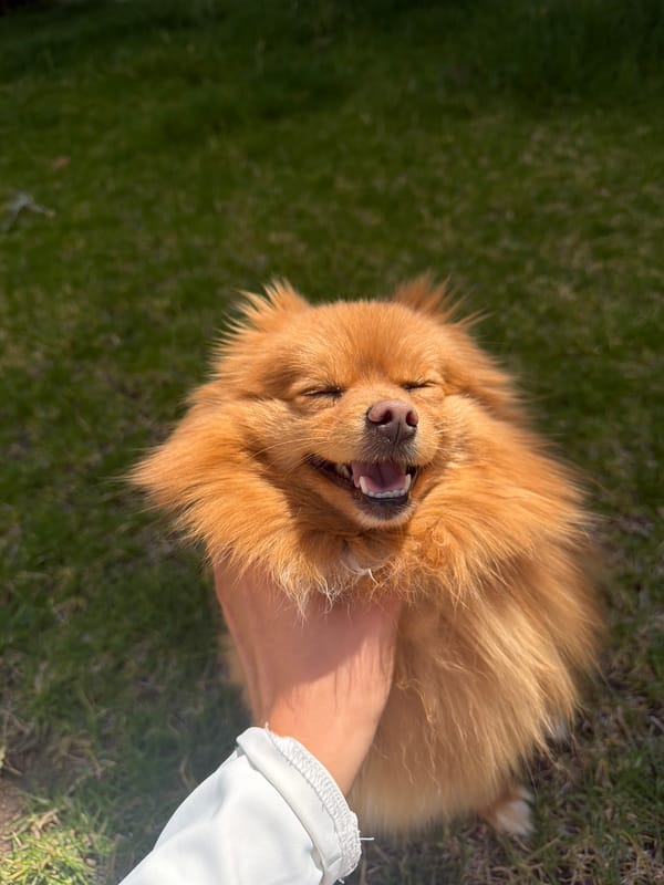 Person pets fluffy dog in Mexican town