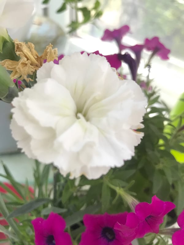 Flower photography captured in Kharkiv gardens Thursday morning