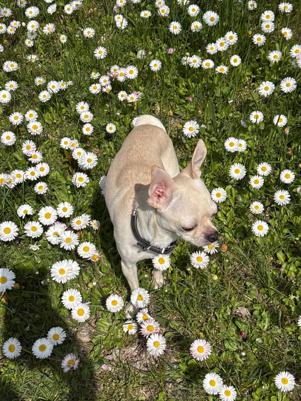 Chihuahua relaxes in daisy field near Bulgarian mountains