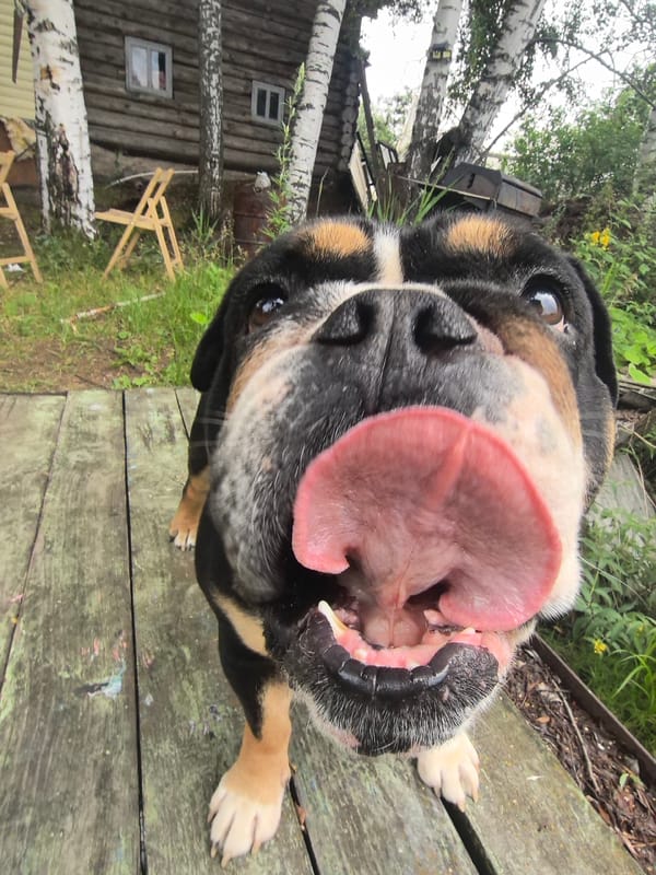 Tricolor bulldog roaming a rural Russian village