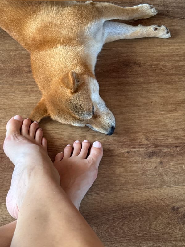 Shiba Inu chilling on the floor in Carnikava
