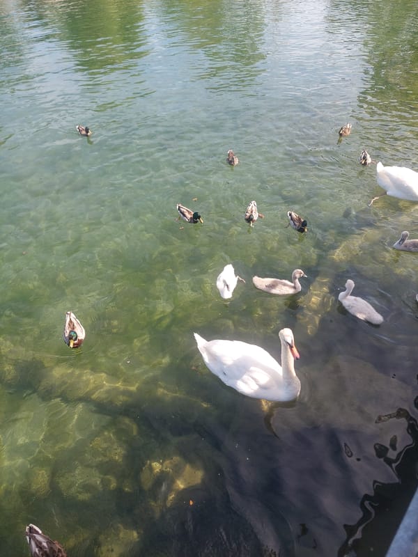 Swans and ducks on a clear shallow Toronto pond