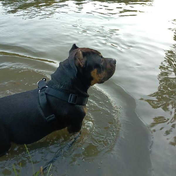 Bully breed dog swims and cools off at Cheb waterfront