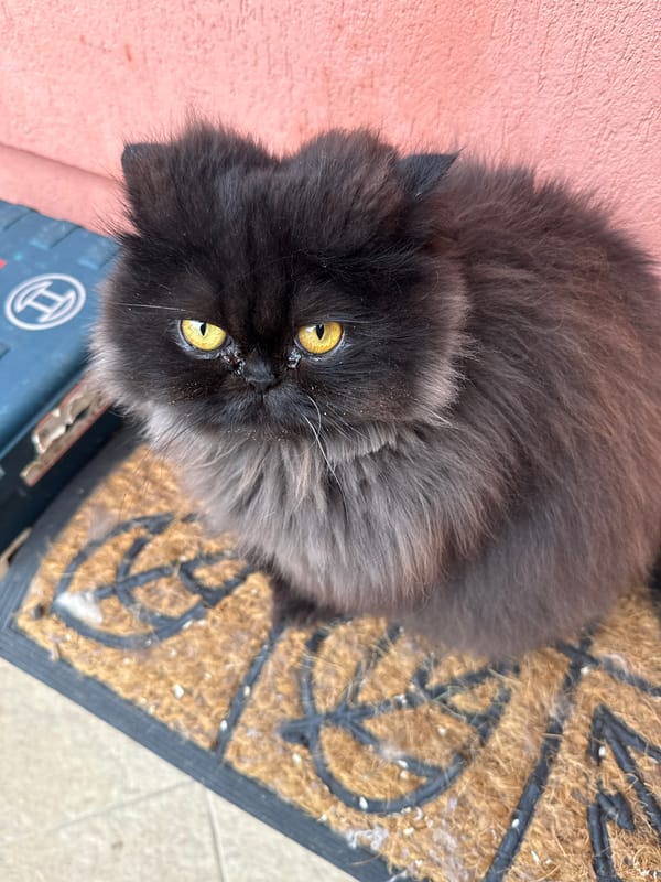 Foggy morning moments captured in Bulgarian village, featuring cat