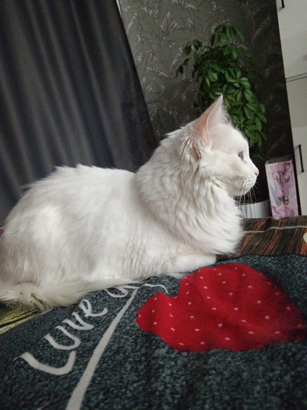 Cat, collectibles, and comfort food in a Belogorsk apartment