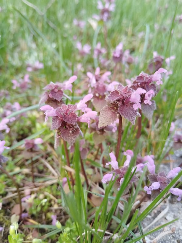 Purple Deadnettle wildflowers spotted growing in urban area