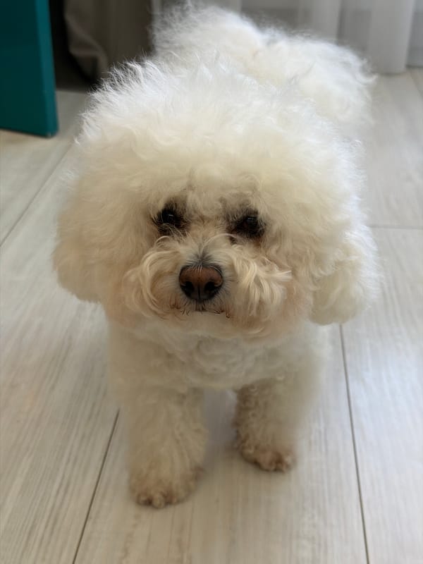 Fluffy Bichon Frise on a light wood floor in Tyumen