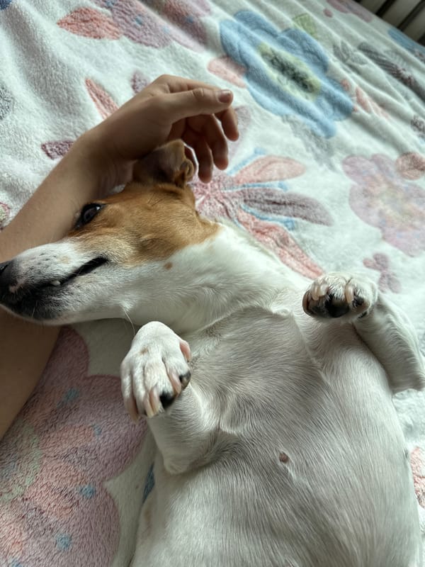 Jack Russell Terrier relaxes on bed in Targovishte