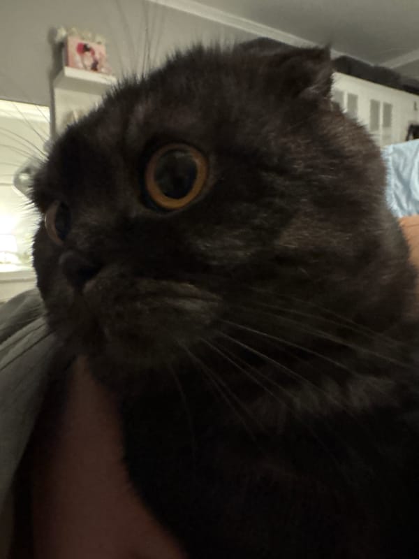 Gray cat with yellow eyes photographed in Dobrich, Bulgaria