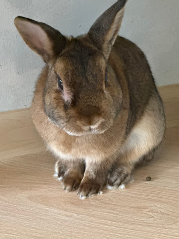 Pet rabbit daily life in Solikamsk home setup