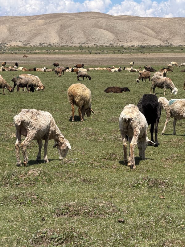 Sheep flock grazes in Kyrgyzstan pastoral scene