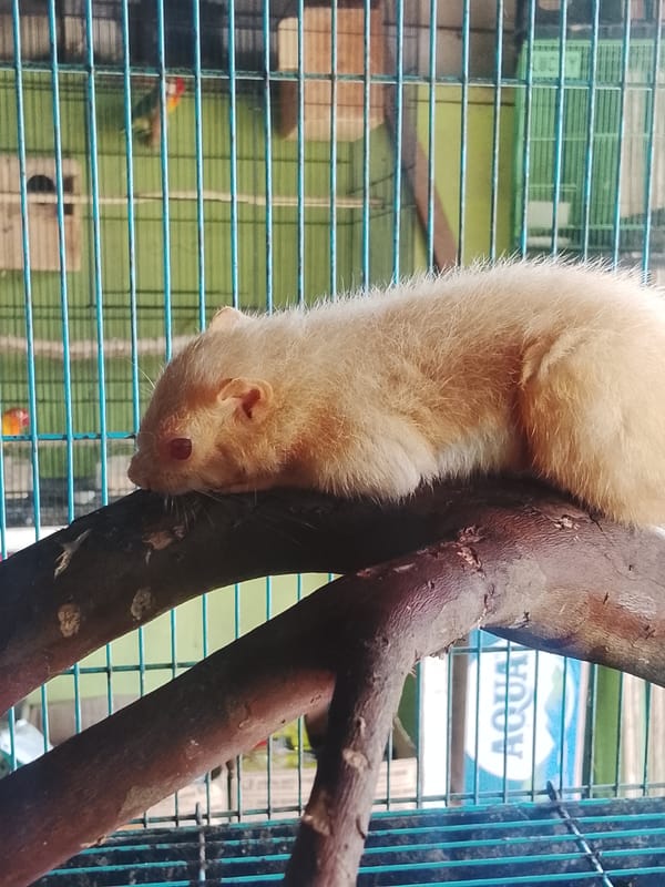 Caged birds and albino squirrels at a Kuta Trieng animal market