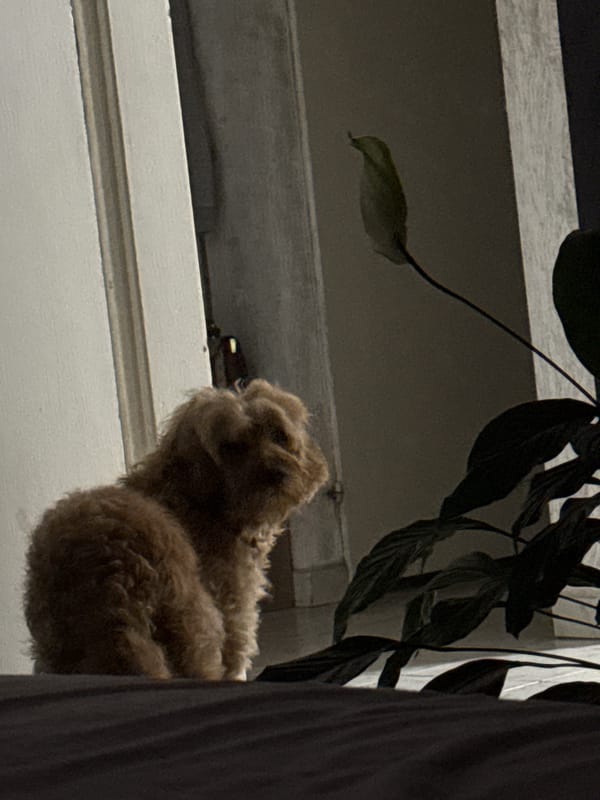 Evening bedroom routine documented with dog in Sofia apartment