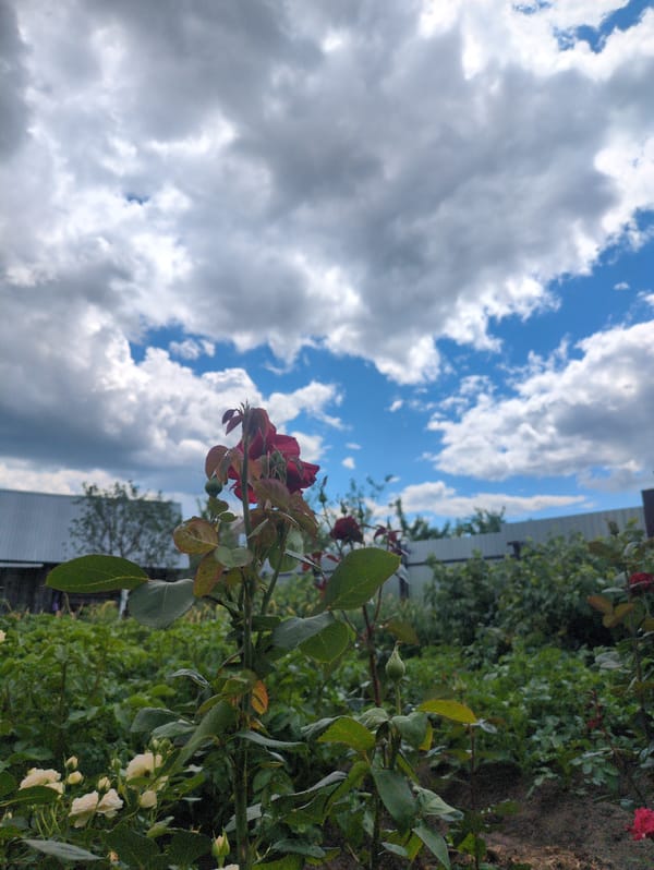 Roses, currants, and mole crickets in a Kulebaki garden