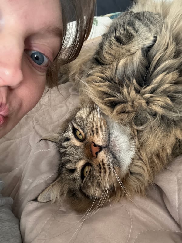 Morning moments: pets and snowy streets in Izhevsk