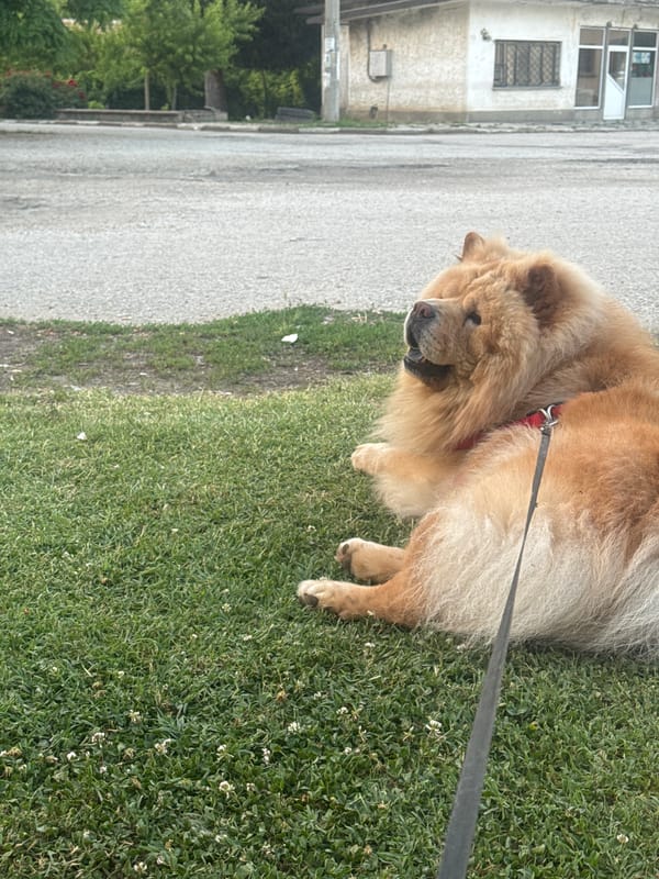 Chow Chow takes a break on roadside grass