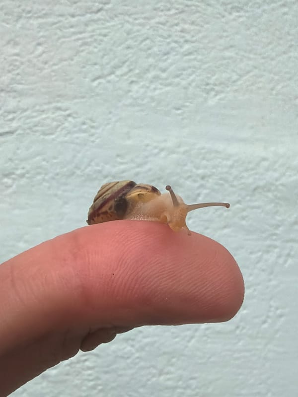 Garden snails handled and photographed in Chaikovsky, Russia