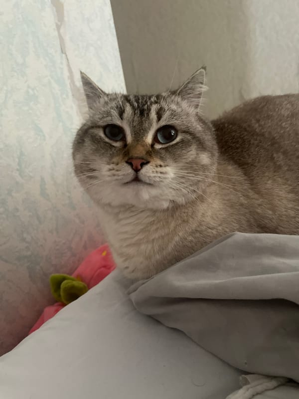Siamese cat lounging on bed in Votkinsk bedroom