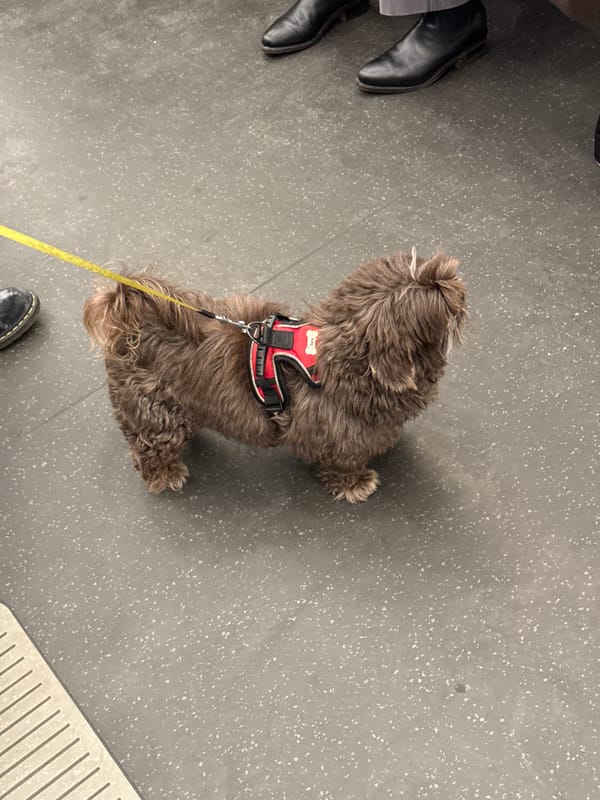 Dog on leash spotted in central London