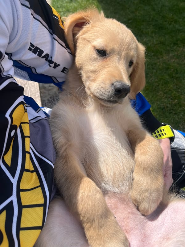 Person poses with golden retriever puppy in Kostinbrod
