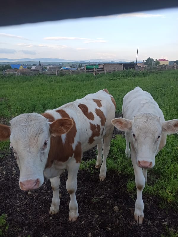 Young cattle and open pasture in a Russian village