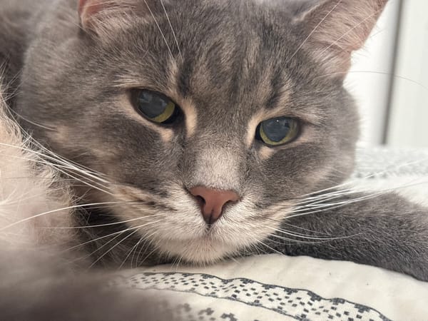Gray tabby cat photographed resting in Belgrade