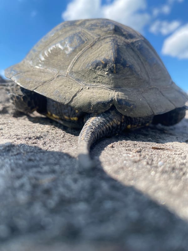 European pond turtles found in Ukrainian agricultural fields