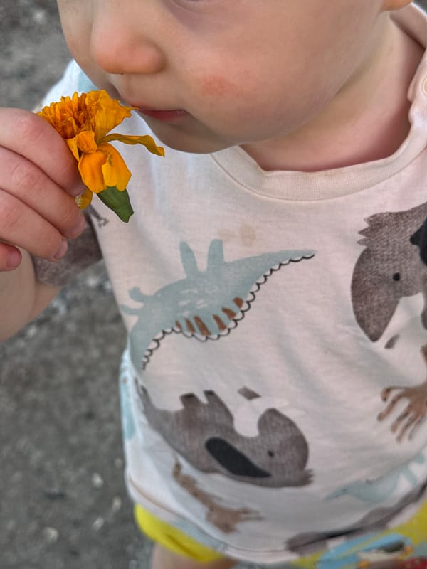 Marigolds, apple trees, and a dusk sky on a quiet afternoon