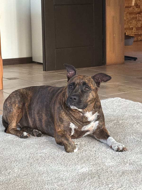 French bulldog chills on a rug in a Latvian home