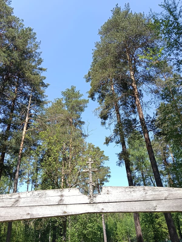 Forest walk documented in Красный Маяк, Russia