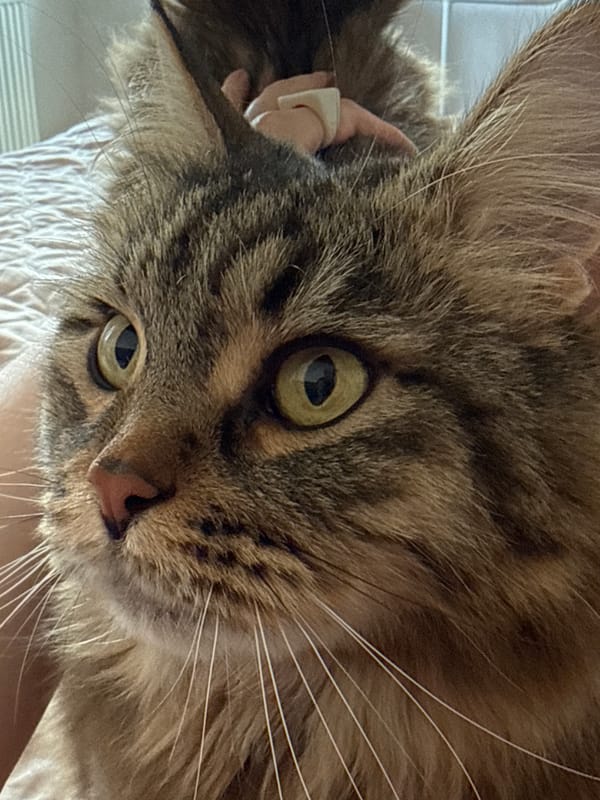 Tabby cat photographed in close-up in Izhevsk, Russia