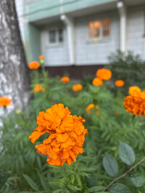 A Moscow neighborhood on a summer afternoon